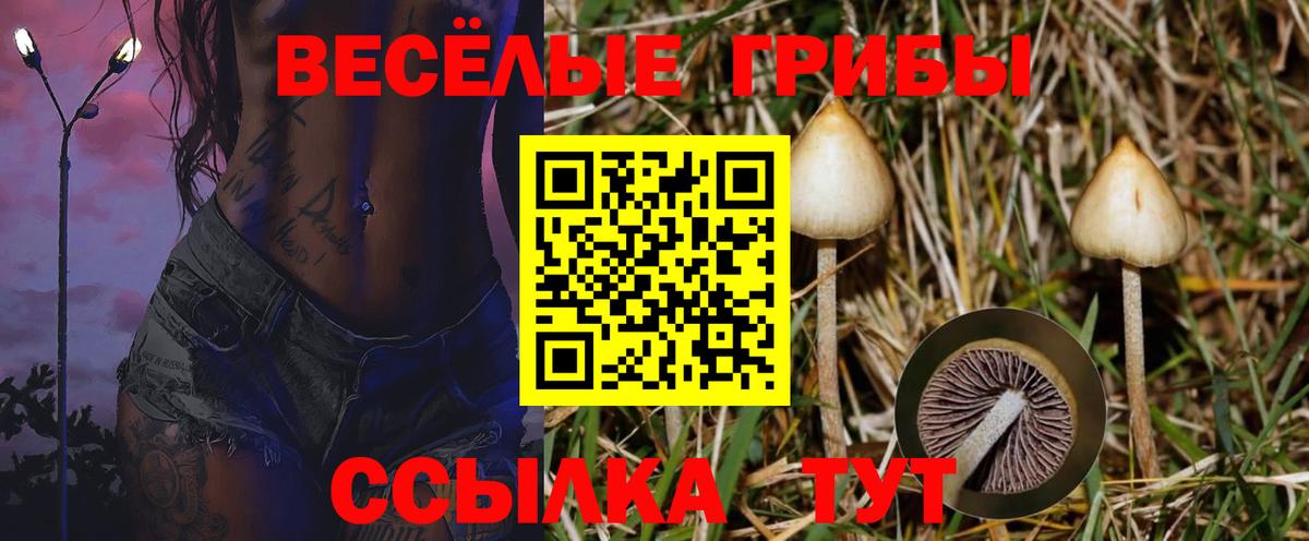 Щёлково  Псилоцибиновые грибы Psilocybe  Псилоцибиновые грибы GOLDEN TEACHER  Вход с VPN 